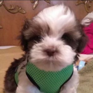 Meet your Posher, Aloise